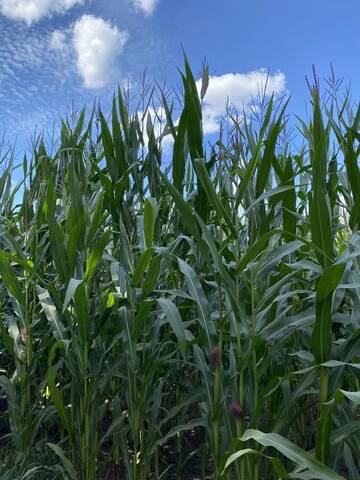 Фото номера Дом для отпуска Дома для отпуска Agroturystyka TaMarka г. Soce 43